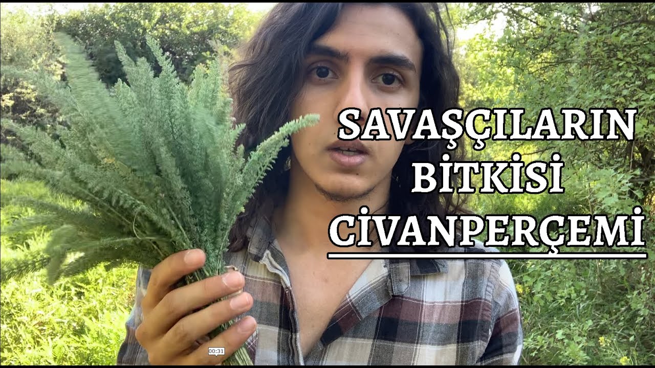 Savaşçıların Bitkisi Civanperçemi - Achillea millefolium